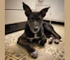 Lars, a German Shepherd Dog and Collie mix tested with EmbarkVet.com