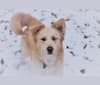 Coco, a Siberian Husky and Labrador Retriever mix tested with EmbarkVet.com