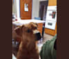 Ollie, an American Bulldog and Chow Chow mix tested with EmbarkVet.com