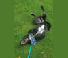 Ranger, a German Shepherd Dog and Rottweiler mix tested with EmbarkVet.com