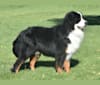 Sitka Fowlers Land aka "Uli", a Bernese Mountain Dog tested with EmbarkVet.com