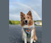 Hazelnut, a Shetland Sheepdog and Pomeranian mix tested with EmbarkVet.com
