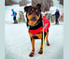 Photo of Bruno, a Rottweiler, Australian Cattle Dog, Chow Chow, Akita, and Mixed mix