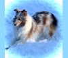 Leesa CKC Shouland Shasta, a Shetland Sheepdog tested with EmbarkVet.com