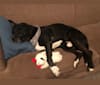 Barrett, an American Pit Bull Terrier and Labrador Retriever mix tested with EmbarkVet.com