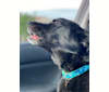 Rafaella, a Labrador Retriever and Chow Chow mix tested with EmbarkVet.com