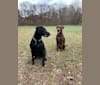 Nox, a Labrador Retriever and Staffordshire Terrier mix tested with EmbarkVet.com