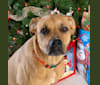 Photo of Meg, an American Pit Bull Terrier, Boxer, Chow Chow, and Mixed mix in Dothan, AL, USA