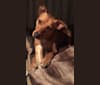 Red, a Staffordshire Terrier and Labrador Retriever mix tested with EmbarkVet.com