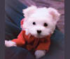 Dexter Moore, a Maltese and Bichon Frise mix tested with EmbarkVet.com