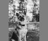 Belly, a German Shepherd Dog and Siberian Husky mix tested with EmbarkVet.com