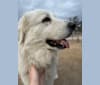 Looney “Chik’in Mini Bandit” Bear, a Great Pyrenees tested with EmbarkVet.com