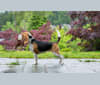 Violet, a Beagle tested with EmbarkVet.com