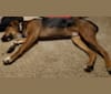 Harry, a German Shepherd Dog and Rottweiler mix tested with EmbarkVet.com