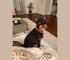 Bubba, a Miniature Pinscher and Chihuahua mix tested with EmbarkVet.com