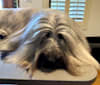 Teijo, a Skye Terrier tested with EmbarkVet.com