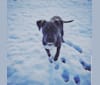 Photo of Boo, an American Pit Bull Terrier and American Staffordshire Terrier mix in Polaris, Montana, MT, USA