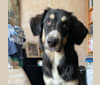 Photo of Pooka, an European Village Dog and Caucasian Ovcharka mix in Biancavilla, Sicilia, Italia