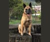 Niko, a Belgian Malinois and German Shepherd Dog mix tested with EmbarkVet.com