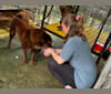Gau, a Vietnamese Village Dog tested with EmbarkVet.com