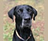 Angus, a Rottweiler and Labrador Retriever mix tested with EmbarkVet.com