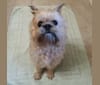 Groucho, a Brussels Griffon tested with EmbarkVet.com