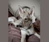 Photo of Nimue Qabrielle, a Saarloos Wolfdog  in Montelupone, MC, Italia