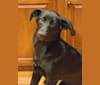 Remi, a German Shepherd Dog and Newfoundland mix tested with EmbarkVet.com