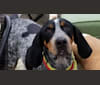 Lynard, an American English Coonhound tested with EmbarkVet.com