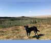 Bear, a German Shepherd Dog and Siberian Husky mix tested with EmbarkVet.com