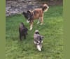 Ojo, a German Shepherd Dog and Mastiff mix tested with EmbarkVet.com