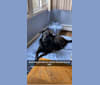 Photo of Daisy, a German Shepherd Dog and Labrador Retriever mix in Christiana, PA, USA