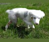 Kiva, an Australian Shepherd tested with EmbarkVet.com