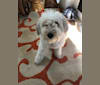 Frankie, an Arabian Village Dog tested with EmbarkVet.com