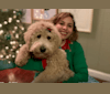 Judy, a Poodle tested with EmbarkVet.com