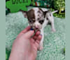 Valenteena, a Chihuahua tested with EmbarkVet.com