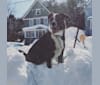 Geronimo, an American Pit Bull Terrier and Labrador Retriever mix tested with EmbarkVet.com