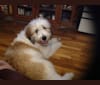 Photo of mira, a St. Berdoodle  in Boise, ID, USA