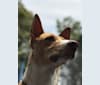 Kobe, an African Village Dog and Rhodesian Ridgeback mix tested with EmbarkVet.com