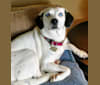Penny, a Beagle and Siberian Husky mix tested with EmbarkVet.com