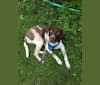 Jackson Wyatt, a Labrador Retriever and American Pit Bull Terrier mix tested with EmbarkVet.com