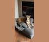 Kiara, an American Pit Bull Terrier and German Shepherd Dog mix tested with EmbarkVet.com