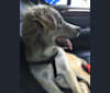 Denmark, a Siberian Husky and Golden Retriever mix tested with EmbarkVet.com