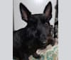Sadie, a Scottish Terrier tested with EmbarkVet.com