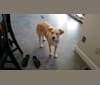 Bindi, a Labrador Retriever and Chow Chow mix tested with EmbarkVet.com