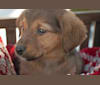 Teddy, a Golden Retriever and German Shepherd Dog mix tested with EmbarkVet.com
