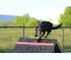 Schimpf's Addicted to the Game ("Addie"), a Labrador Retriever and German Shepherd Dog mix tested with EmbarkVet.com