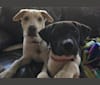 Ally, a Labrador Retriever and Australian Cattle Dog mix tested with EmbarkVet.com