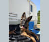 Photo of June Bug Gonzalez, a German Shepherd Dog  in Rogersville, Missouri, EE. UU.
