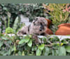 Stubby, a German Shepherd Dog tested with EmbarkVet.com